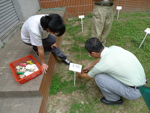 給小樹掛牌