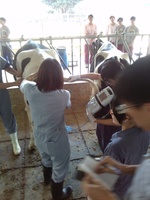 林睿純博士生檢測母牛懷孕狀態