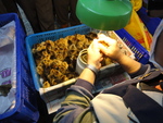 洪宗賢師傅雛雞公母鑑別