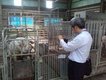 林高塚委員及夏良宙委員視察豬舍