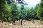 1031107四角林林場肖楠定植實習16