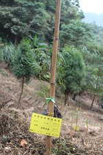 種植完成