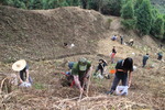 1031107四角林林場肖楠定植實習7