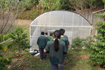 移植咖啡苗