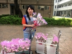 20170511感恩母親節致贈同仁康乃馨5