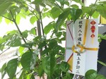 20170823日本校友回娘家7