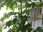 20170823日本校友回娘家9