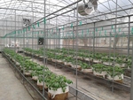 103學年度設施番茄6