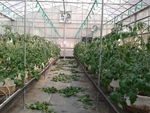 103學年度設施番茄7