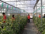 103學年度設施番茄9
