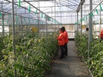 103學年度設施番茄10