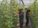 103學年度設施甜瓜2