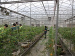 104學年度設施番茄9