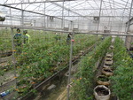 104學年度設施番茄10