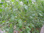 106學年度設施番茄2