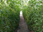 106學年度設施番茄14