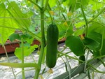 106學年度設施胡瓜15