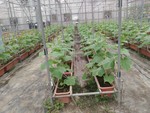 106學年度設施胡瓜10