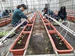 105學年度設施甜瓜5