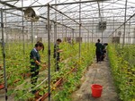 105學年度設施甜瓜9