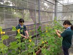 105學年度設施甜瓜11