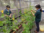 105學年度設施甜瓜12