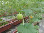 105學年度設施甜瓜16