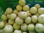 105學年度設施甜瓜4