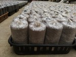 107學年度菇類栽培2