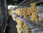 107學年度菇類栽培3