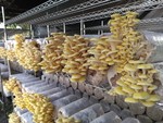 107學年度菇類栽培4