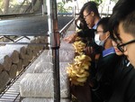 107學年度菇類栽培7
