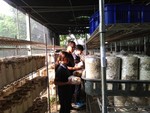 107學年度菇類栽培10