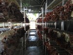 107學年度菇類栽培12
