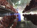 107學年度菇類栽培13