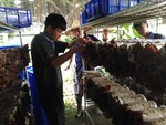 107學年度菇類栽培15