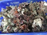 107學年度菇類栽培16