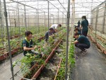 107學年度設施番茄4