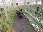 107學年度設施番茄9