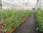 107學年度設施番茄14