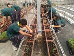 107學年度設施番茄1