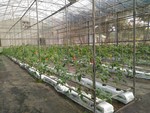 107學年度設施番茄2