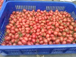 107學年度設施番茄3