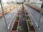 107學年度設施番茄7