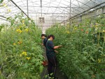 107學年度設施番茄8
