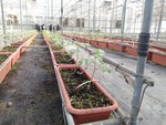 107學年度設施番茄13