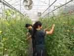 107學年度設施番茄14