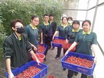 107學年度設施番茄15