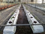107學年度設施番茄2