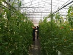 107學年度設施番茄6